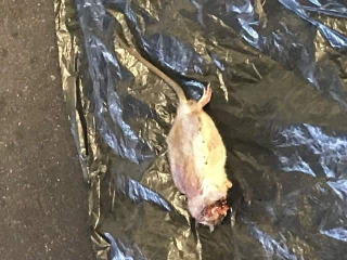 Illustration for article titled Pour one out (warning: dead animal pic inside)